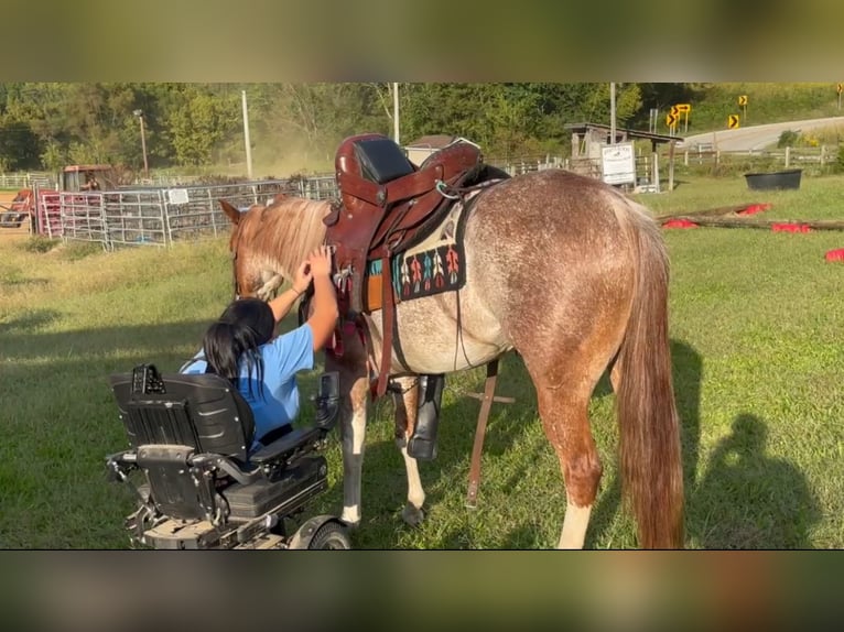 American Quarter Horse Stute 6 Jahre 147 cm Roan-Red in Pikeville