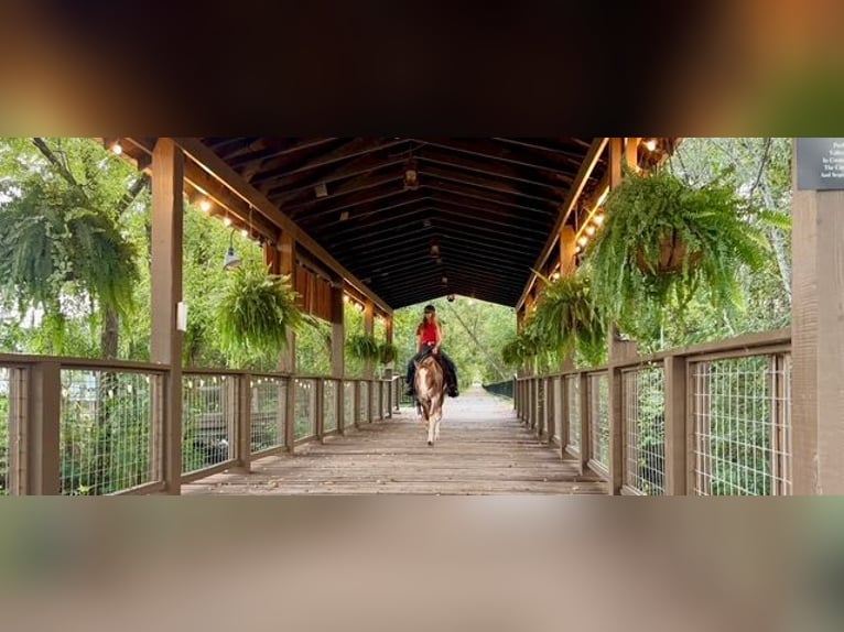 American Quarter Horse Stute 6 Jahre 147 cm Roan-Red in Pikeville