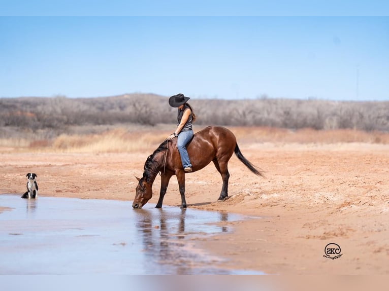 American Quarter Horse Stute 6 Jahre 147 cm Rotbrauner in Canyon, TX