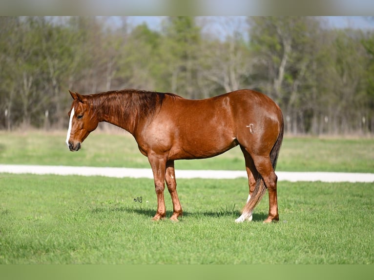 American Quarter Horse Stute 6 Jahre 147 cm Rotfuchs in Waco
