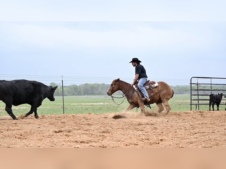 American Quarter Horse Stute 6 Jahre 147 cm Rotfuchs in Waco