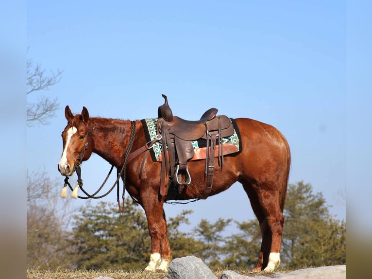 American Quarter Horse Stute 6 Jahre 147 cm Rotfuchs in Allenwood, PA
