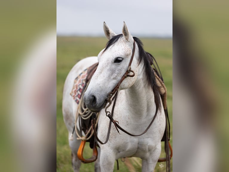 American Quarter Horse Stute 6 Jahre 147 cm Schimmel in Dublin