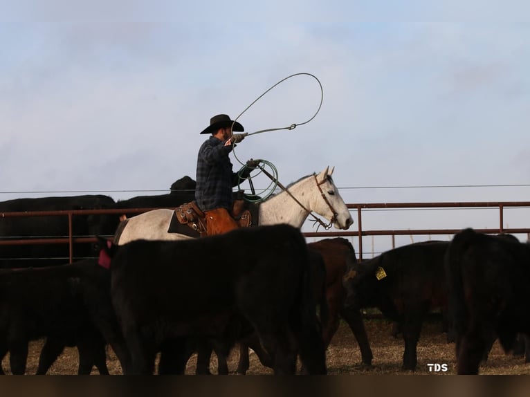 American Quarter Horse Stute 6 Jahre 147 cm Schimmel in Dublin