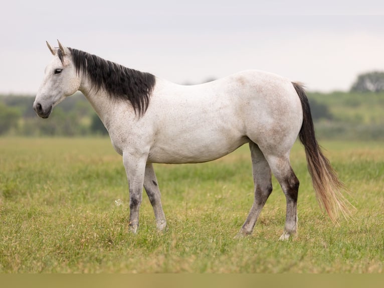 American Quarter Horse Stute 6 Jahre 147 cm Schimmel in Dublin