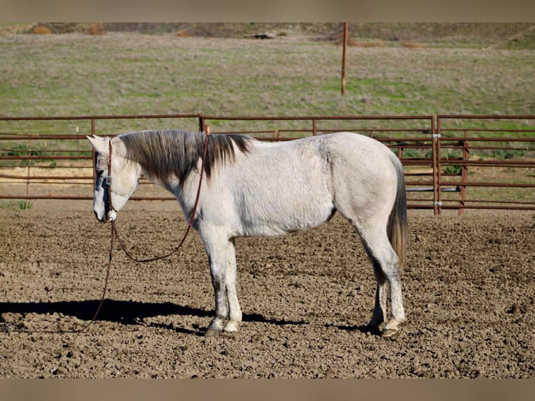American Quarter Horse Stute 6 Jahre 147 cm Schimmel in Bitterwater, CA