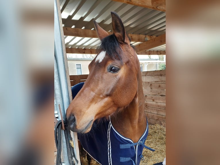 American Quarter Horse Stute 6 Jahre 148 cm Brauner in Löbnitz