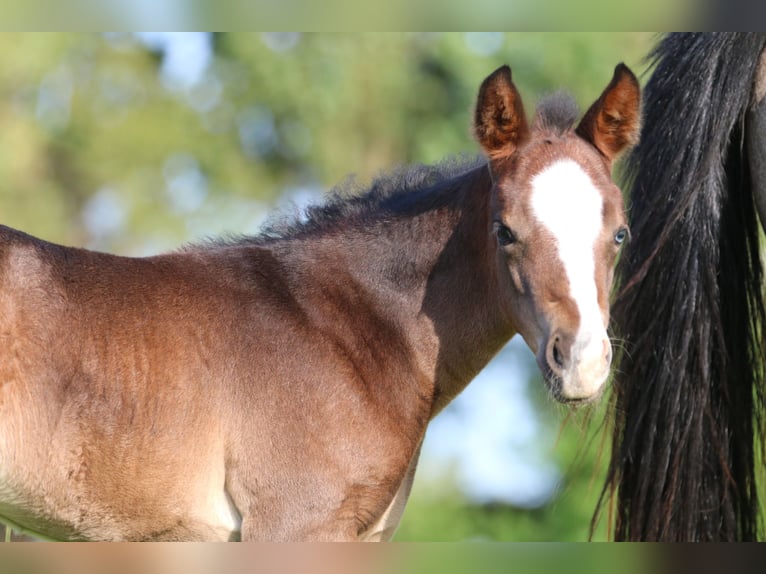 American Quarter Horse Stute 6 Jahre 148 cm Buckskin in Elmenhorst-Lichtenhagen