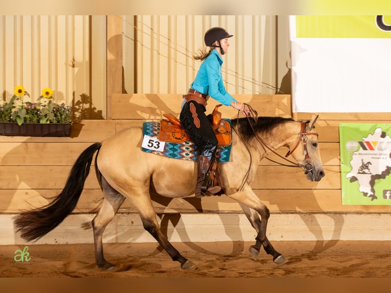 American Quarter Horse Stute 6 Jahre 148 cm Buckskin in Greifenstein