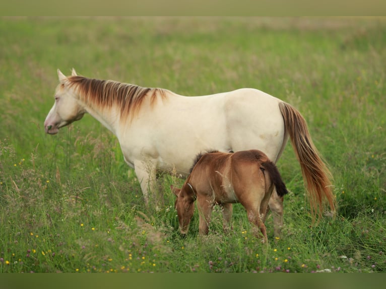 American Quarter Horse Stute 6 Jahre 148 cm Champagne in Waldshut-Tiengen