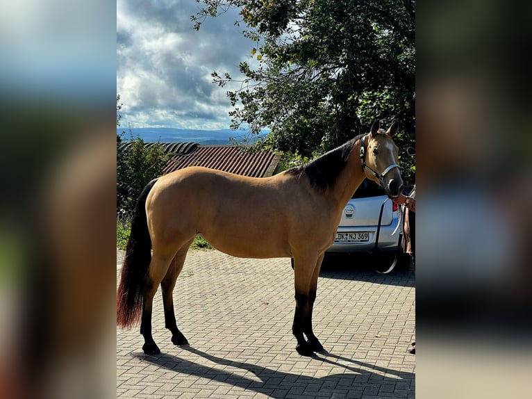 American Quarter Horse Stute 6 Jahre 148 cm Falbe in Greifenstein