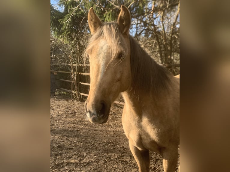 American Quarter Horse Stute 6 Jahre 148 cm Palomino in Ringelsdorf