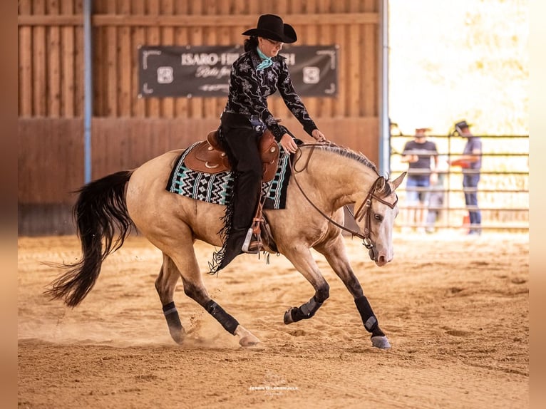 American Quarter Horse Stute 6 Jahre 149 cm Buckskin in Harth-P&#xF6;llnitz