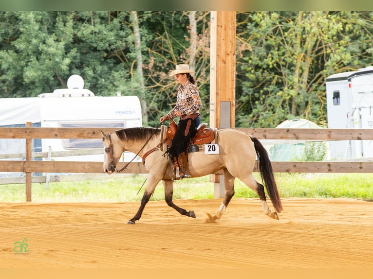 American Quarter Horse Stute 6 Jahre 149 cm Buckskin in Harth-P&#xF6;llnitz