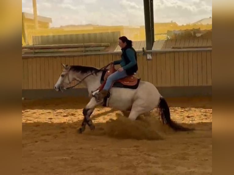 American Quarter Horse Stute 6 Jahre 149 cm Buckskin in Harth-P&#xF6;llnitz