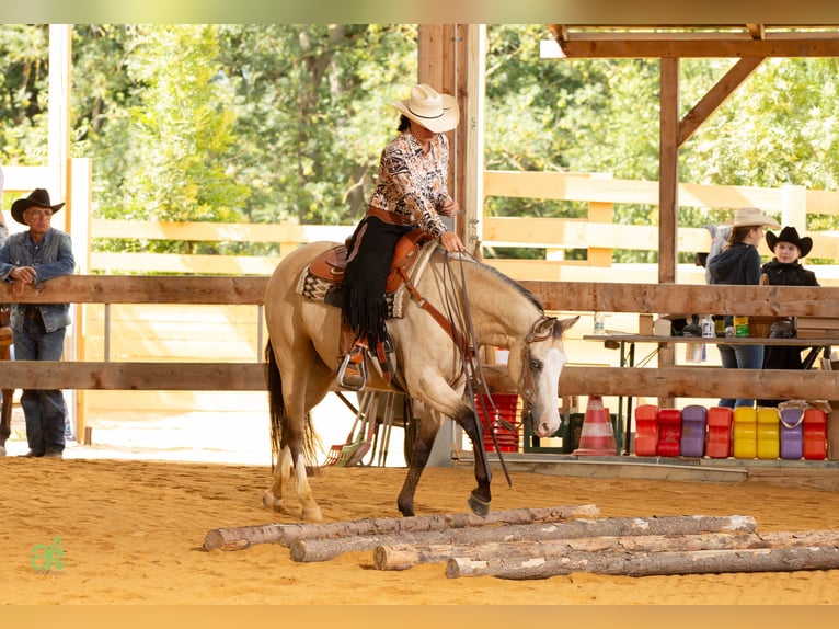 American Quarter Horse Stute 6 Jahre 149 cm Buckskin in Harth-P&#xF6;llnitz
