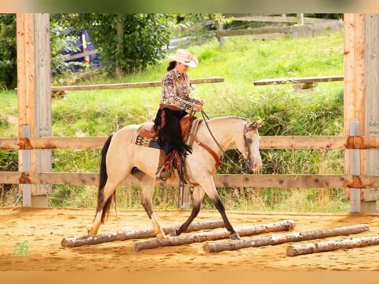 American Quarter Horse Stute 6 Jahre 149 cm Buckskin in Harth-P&#xF6;llnitz