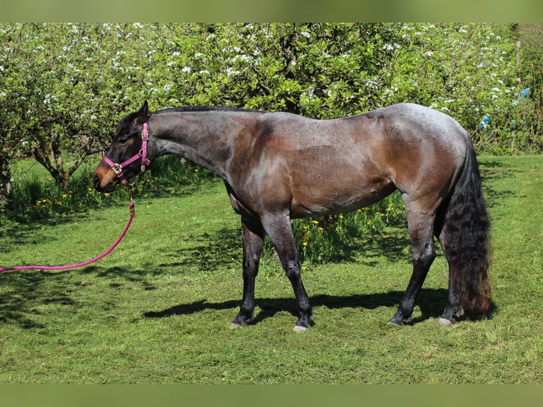 American Quarter Horse Stute 6 Jahre 149 cm Roan-Bay in Markdorf