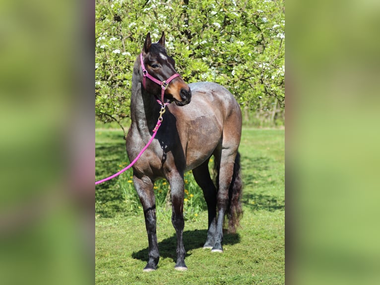 American Quarter Horse Stute 6 Jahre 149 cm Roan-Bay in Markdorf