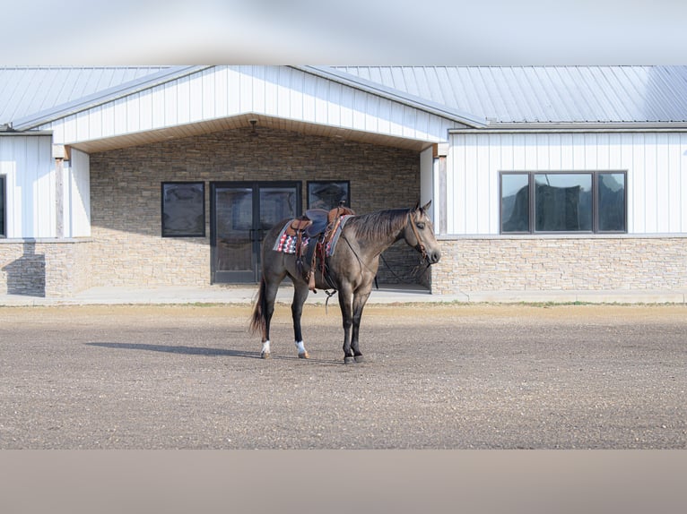 American Quarter Horse Stute 6 Jahre 150 cm Buckskin in Cannon Falls