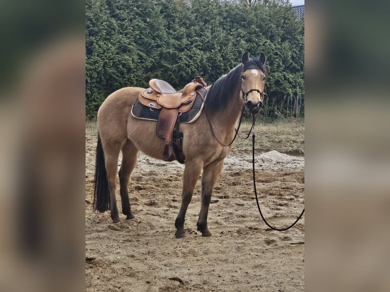 American Quarter Horse Stute 6 Jahre 150 cm Buckskin in Langlingen