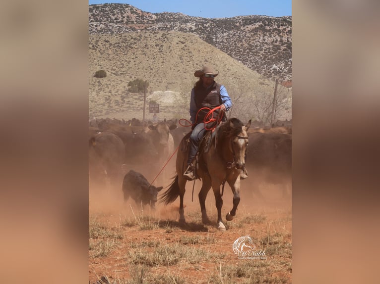 American Quarter Horse Stute 6 Jahre 150 cm Buckskin in Cody