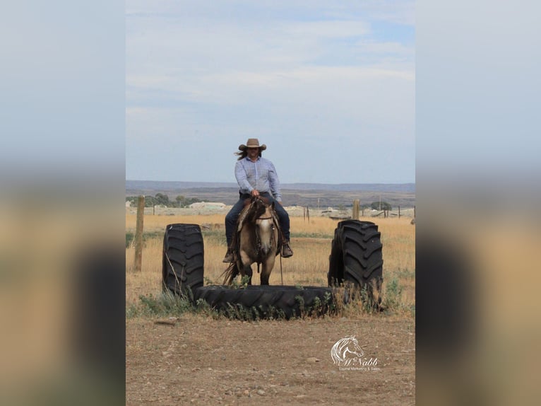 American Quarter Horse Stute 6 Jahre 150 cm Buckskin in Cody