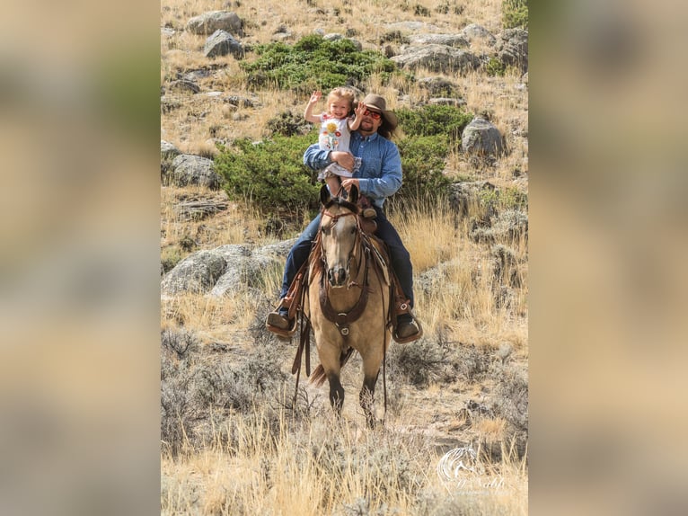 American Quarter Horse Stute 6 Jahre 150 cm Buckskin in Cody