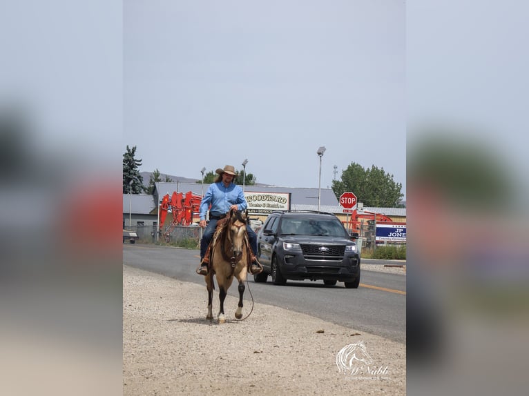 American Quarter Horse Stute 6 Jahre 150 cm Buckskin in Cody