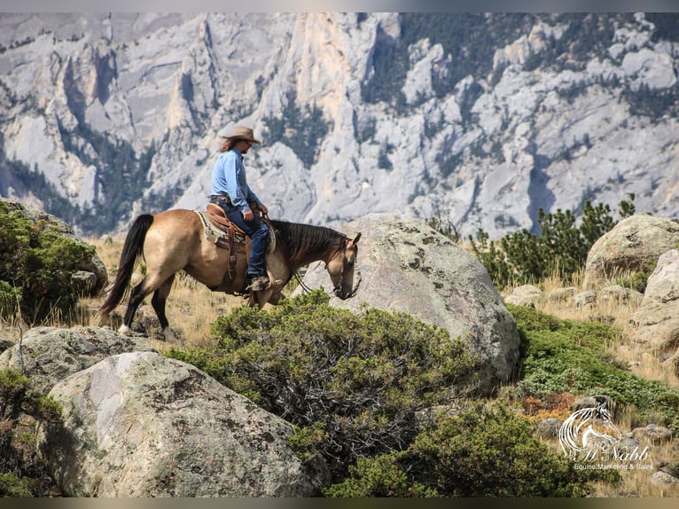 American Quarter Horse Stute 6 Jahre 150 cm Buckskin in Cody