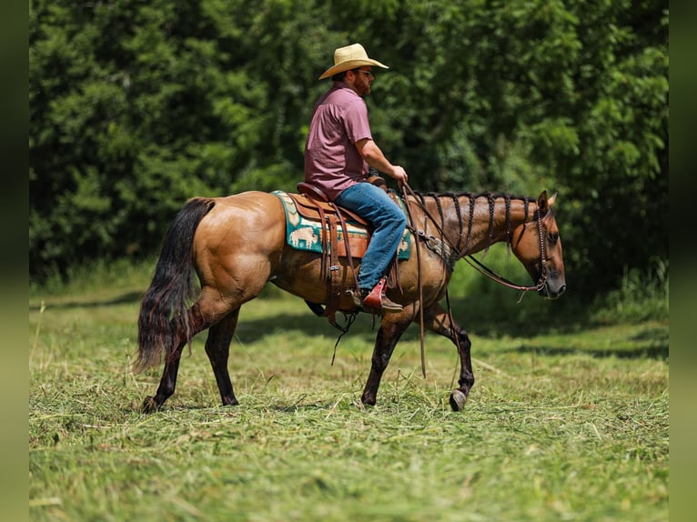 American Quarter Horse Stute 6 Jahre 150 cm Falbe in Santa Fe