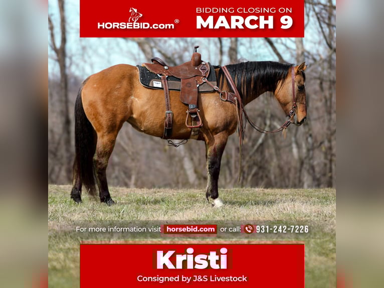 American Quarter Horse Stute 6 Jahre 150 cm Falbe in Santa Fe