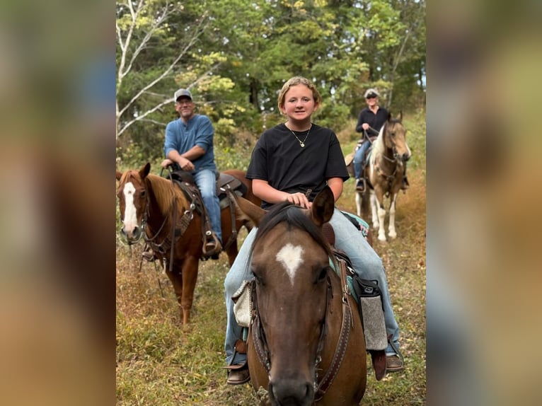 American Quarter Horse Stute 6 Jahre 150 cm Falbe in Santa Fe