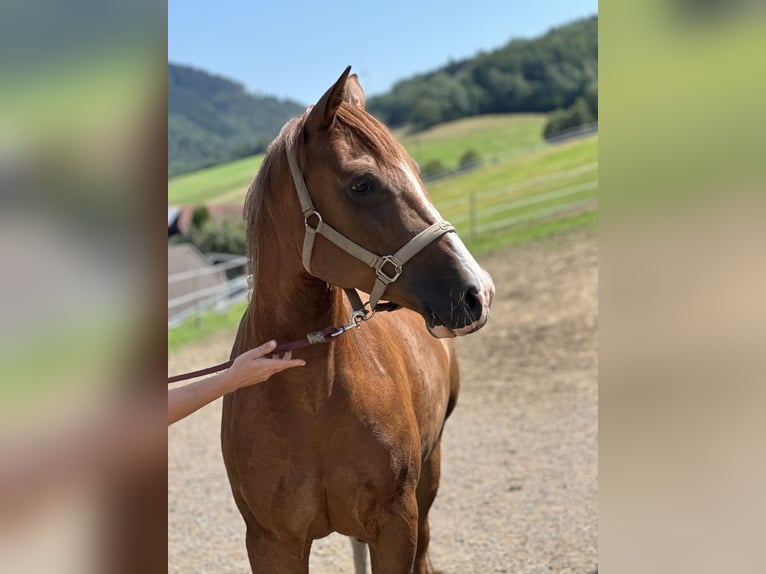 American Quarter Horse Stute 6 Jahre 150 cm Fuchs in Elzach Oberprechtal