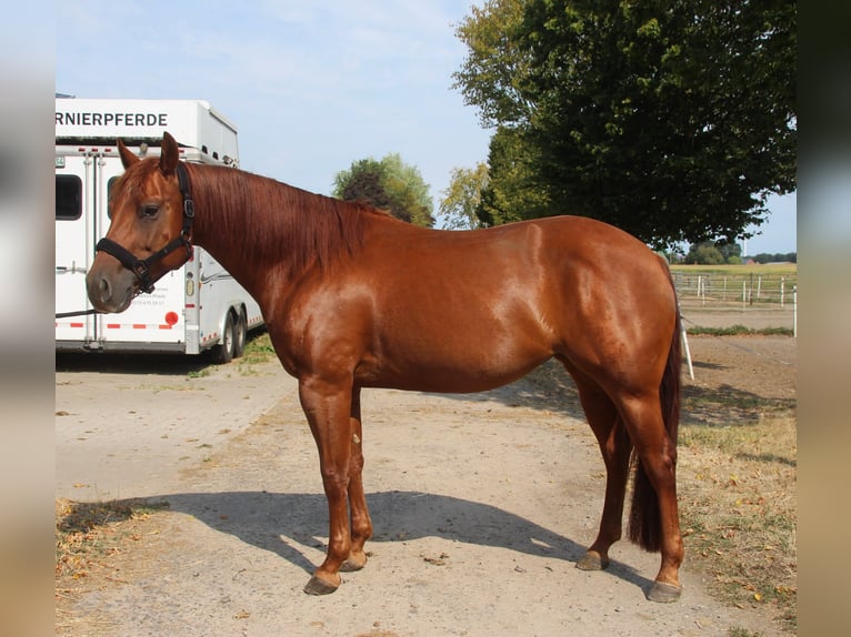 American Quarter Horse Stute 6 Jahre 150 cm Fuchs in Haren