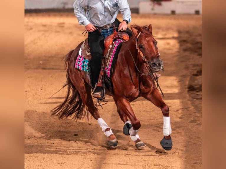 American Quarter Horse Stute 6 Jahre 150 cm Fuchs in Haren