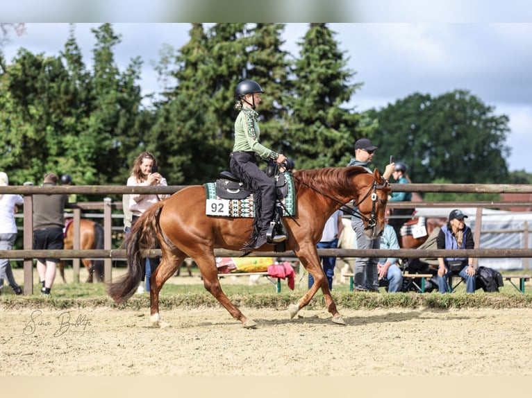 American Quarter Horse Stute 6 Jahre 150 cm Fuchs in Hiddenhausen