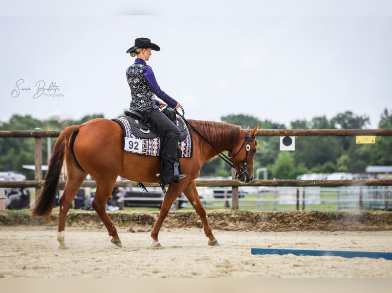 American Quarter Horse Stute 6 Jahre 150 cm Fuchs in Hiddenhausen