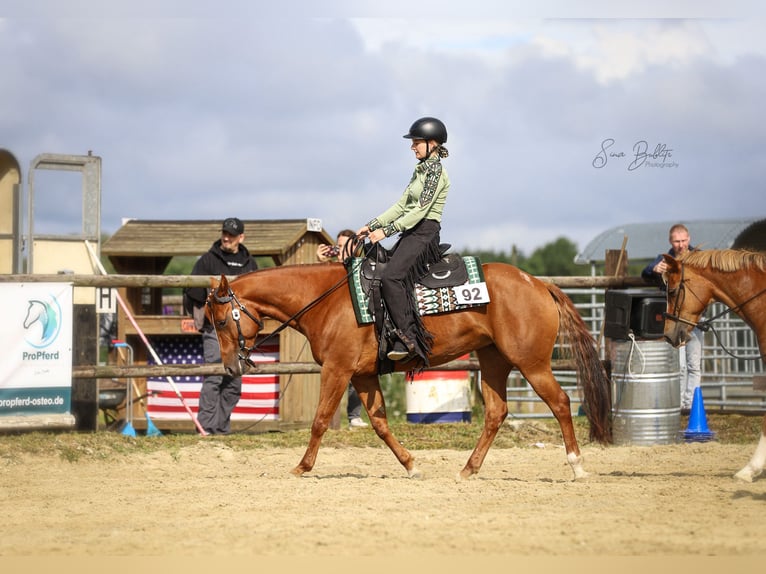 American Quarter Horse Stute 6 Jahre 150 cm Fuchs in Hiddenhausen