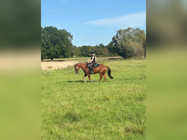 American Quarter Horse Stute 6 Jahre 150 cm Fuchs in Hiddenhausen