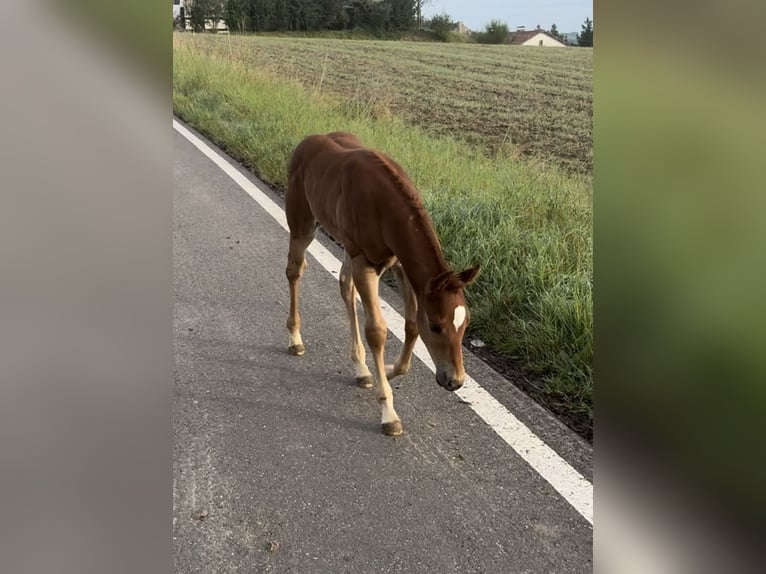 American Quarter Horse Stute 6 Jahre 150 cm Fuchs in Daleiden