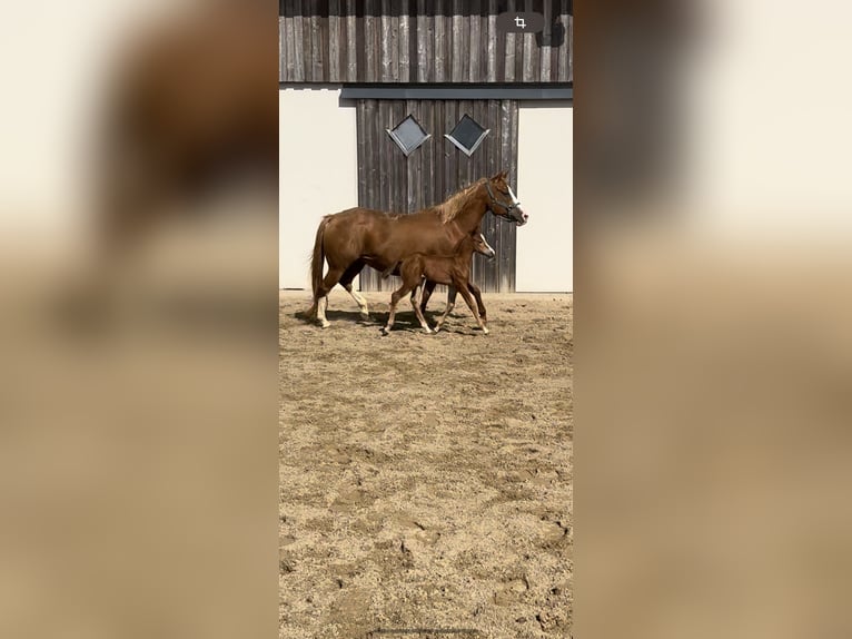 American Quarter Horse Stute 6 Jahre 150 cm Fuchs in Daleiden