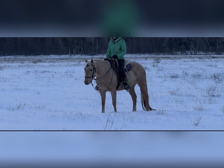 American Quarter Horse Stute 6 Jahre 150 cm Palomino in Burg
