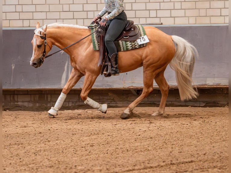 American Quarter Horse Stute 6 Jahre 150 cm Palomino in Issum
