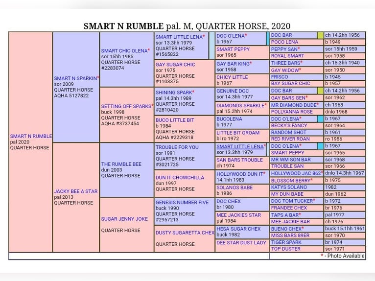 American Quarter Horse Stute 6 Jahre 150 cm Palomino in Issum