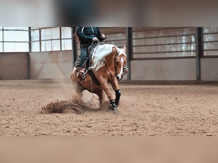 American Quarter Horse Stute 6 Jahre 150 cm Palomino in Issum