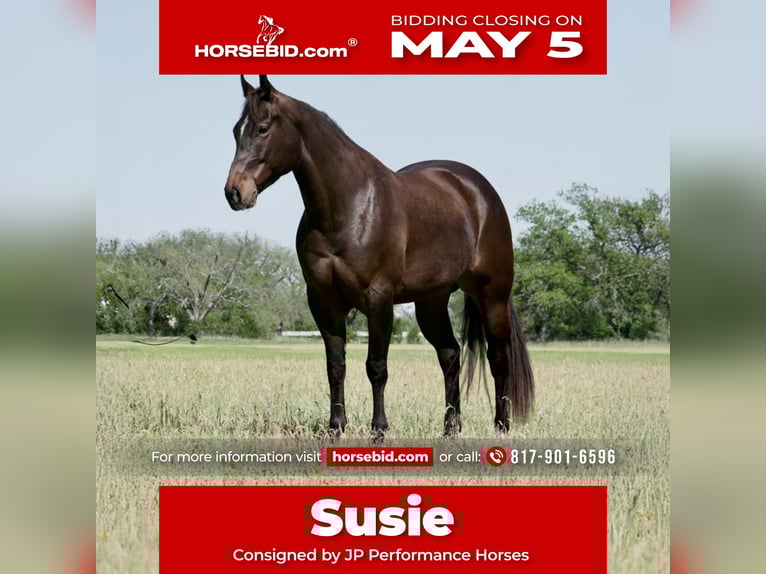 American Quarter Horse Stute 6 Jahre 150 cm in Weatherford, TX