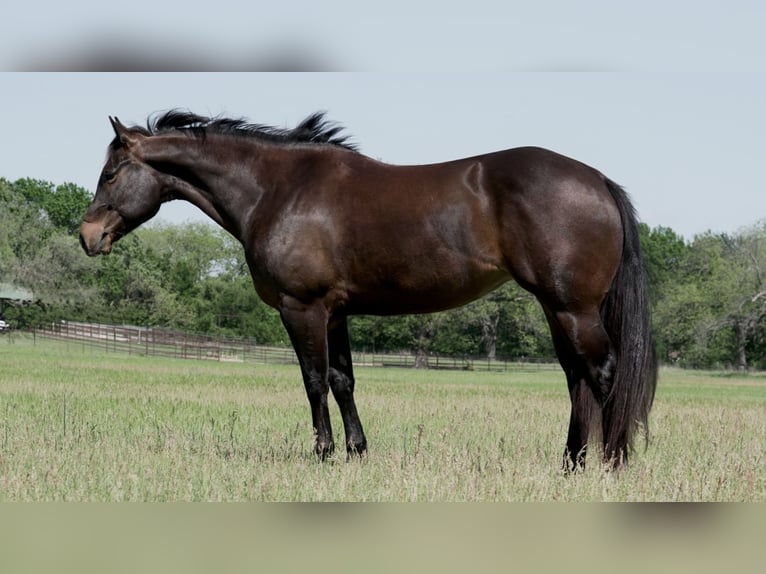 American Quarter Horse Stute 6 Jahre 150 cm in Weatherford, TX