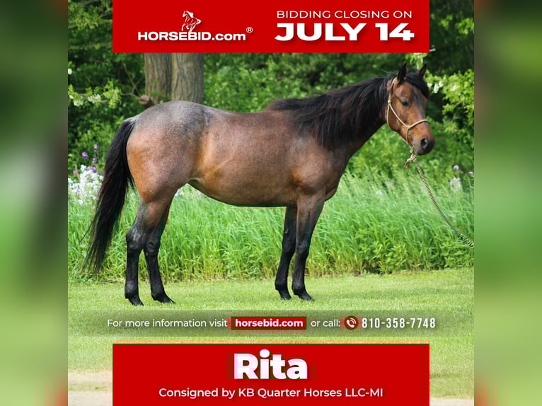 American Quarter Horse Stute 6 Jahre 150 cm Roan-Bay in Attica, MI