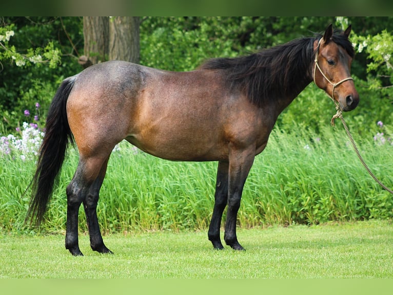 American Quarter Horse Stute 6 Jahre 150 cm Roan-Bay in Attica, MI